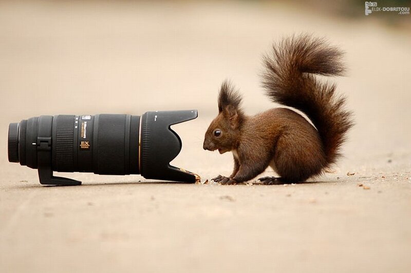 Squirrel Eating Near Lens