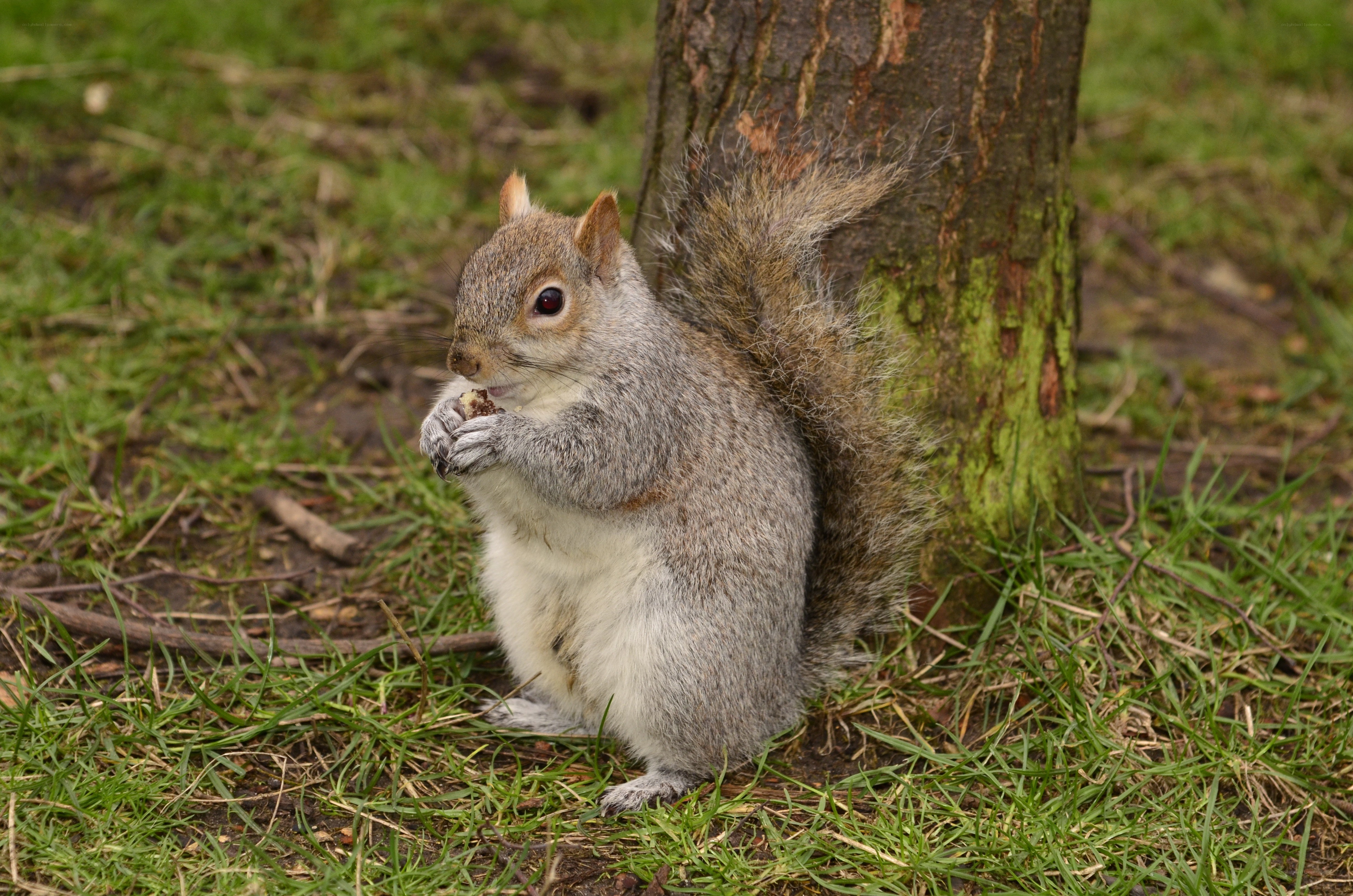 squirrel eating near tree