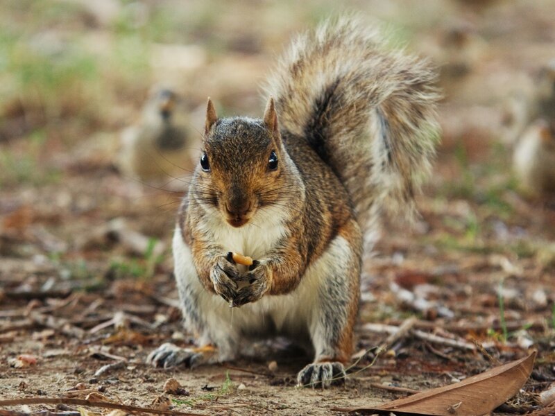 Squirrel Eating Nut — Brown, Calm, Afternoon, Photograph, Forest Floor