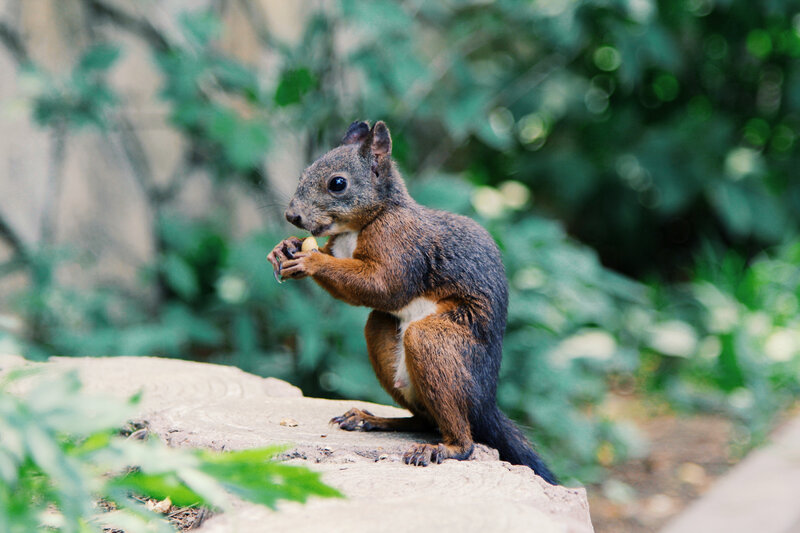 Squirrel Eating Nut — Brown, Calm, Afternoon, Photograph