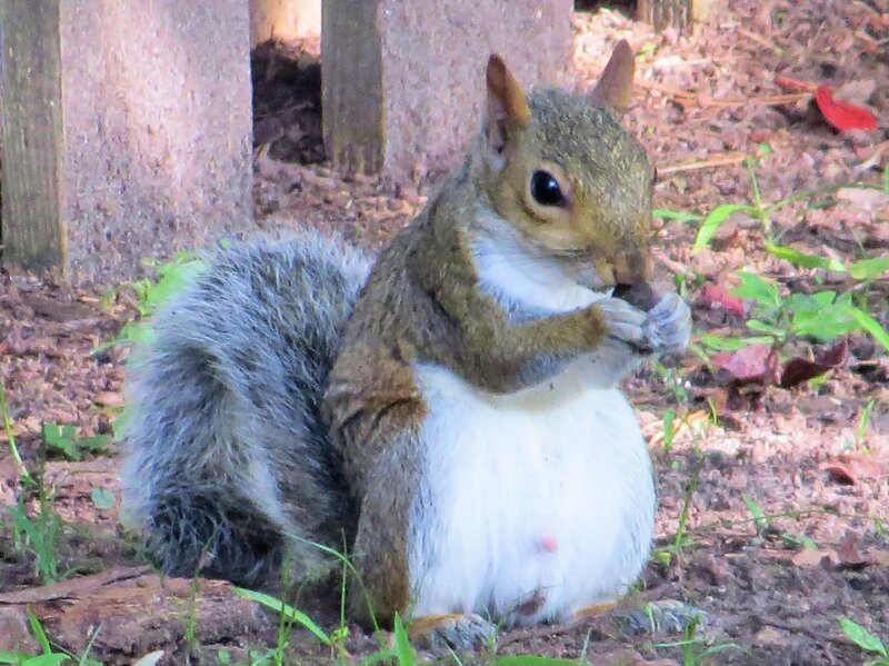 Squirrel Eating Nut — Brown, Calm, Afternoon