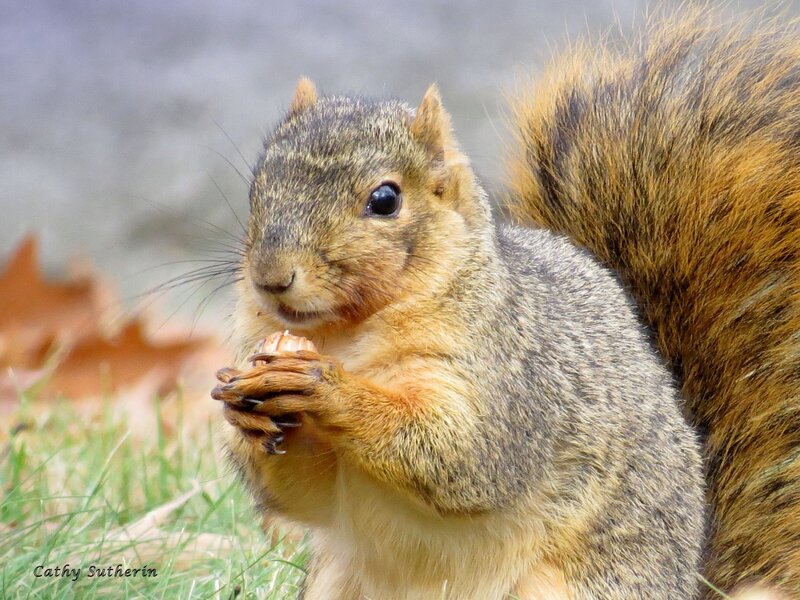 Squirrel Eating Nut — Brown, Calm, Autumn, Photograph, Grass, Leaf