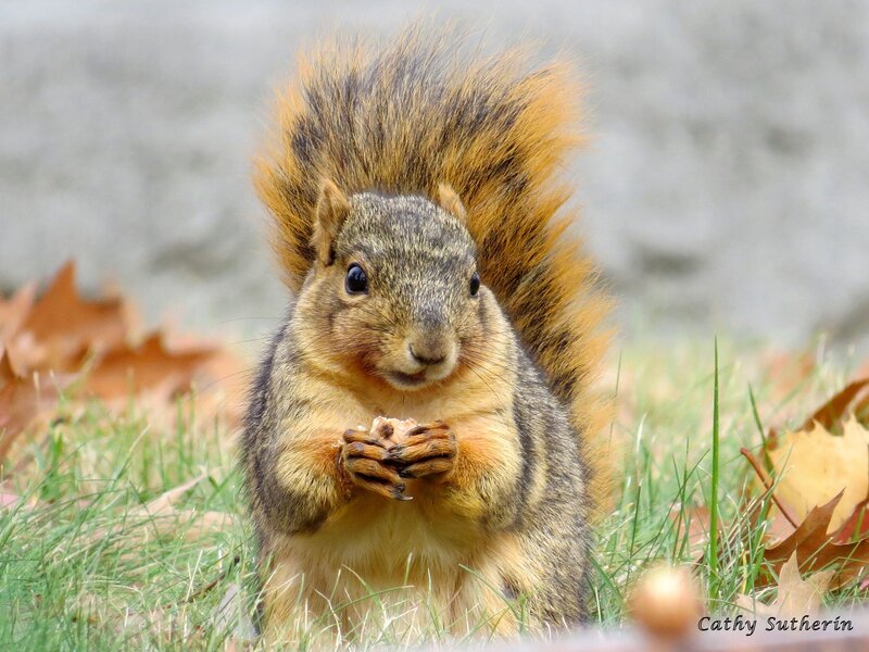 Squirrel Eating Nut — Brown, Calm, Autumn, Photograph, Grass