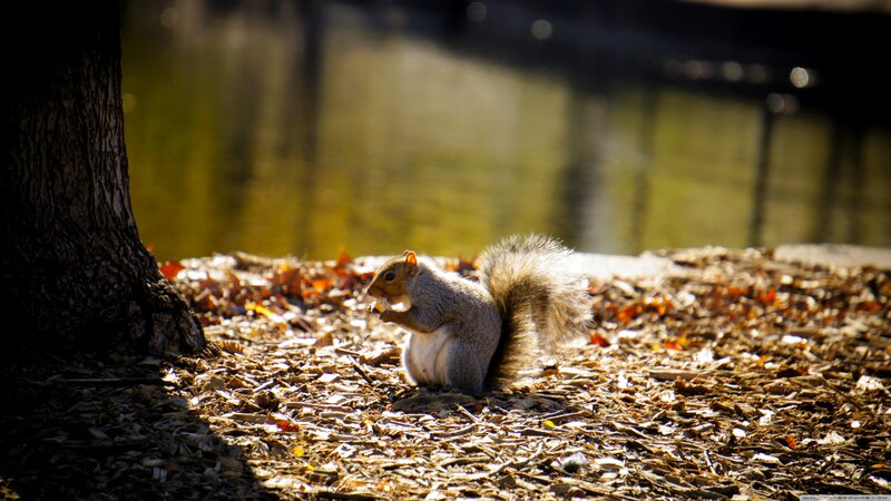 Squirrel Eating Nut — Brown, Calm, Autumn, Photograph