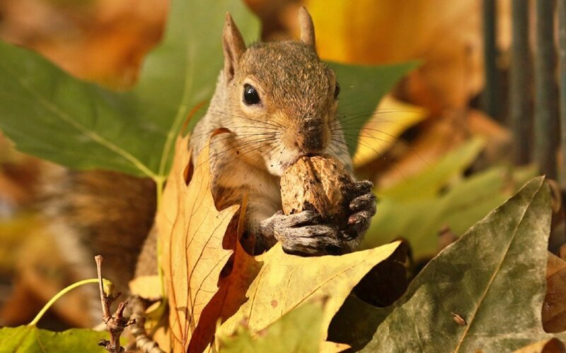 Squirrel Eating Nut — Brown, Calm, Autumn