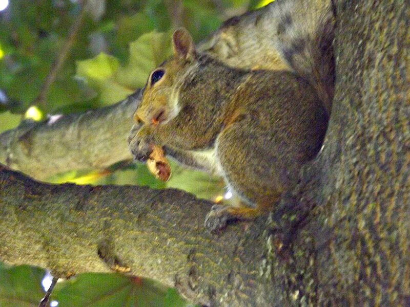 Squirrel Eating Nut — Brown, Calm, Night