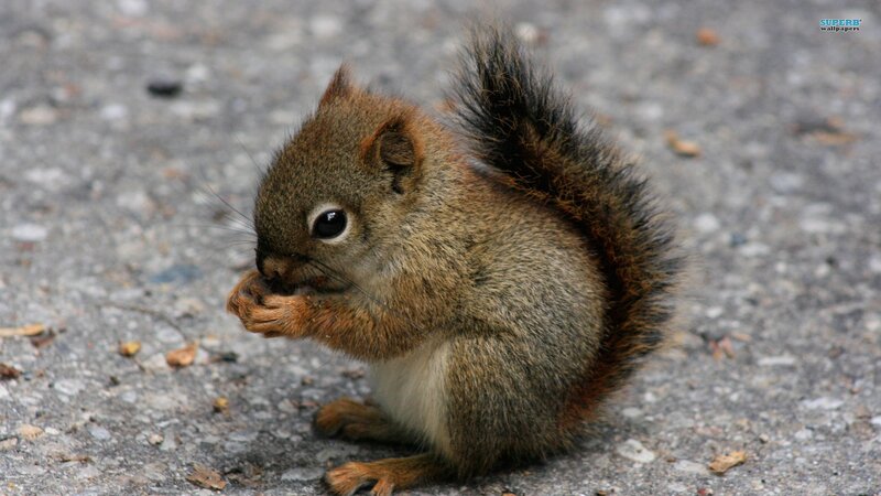 Squirrel Eating Nut — Brown, Calm, Photograph, Ground, Tail, Gray