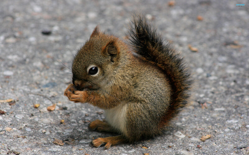 Squirrel Eating Nut — Brown, Calm, Photograph