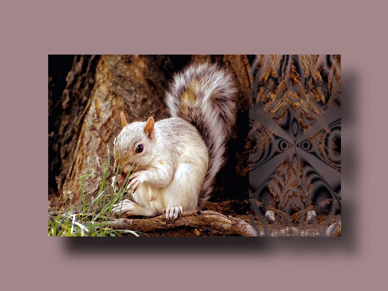 Squirrel Eating Nut — Brown, Calm