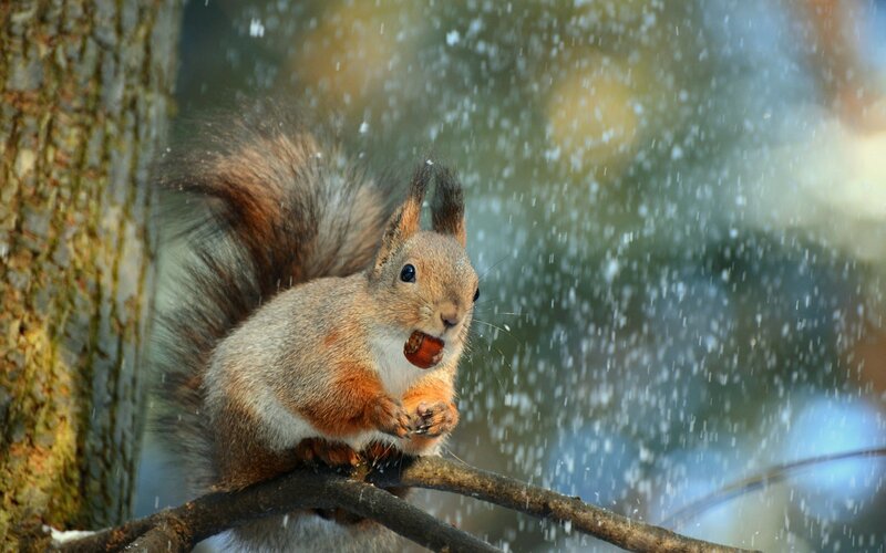 Squirrel Eating Nut — Brown, Calm, Winter