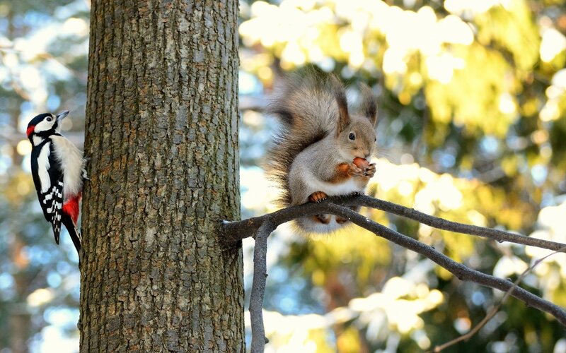 Squirrel Eating Nut — Brown, Serene