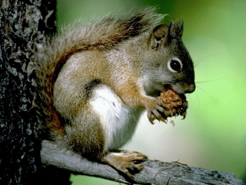 Squirrel Eating Nut — Brown