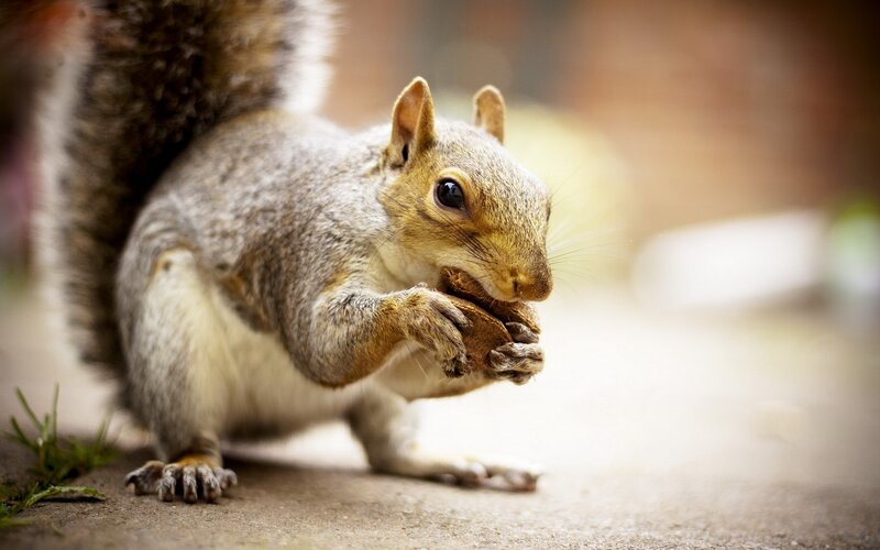 Squirrel Eating Nut — Gray, Calm, Afternoon