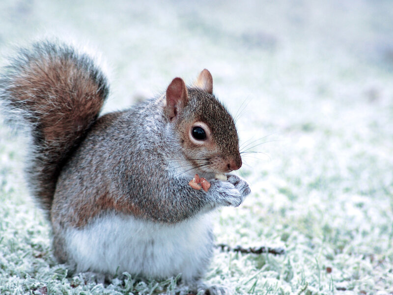 Squirrel Eating Nut — Gray, Calm