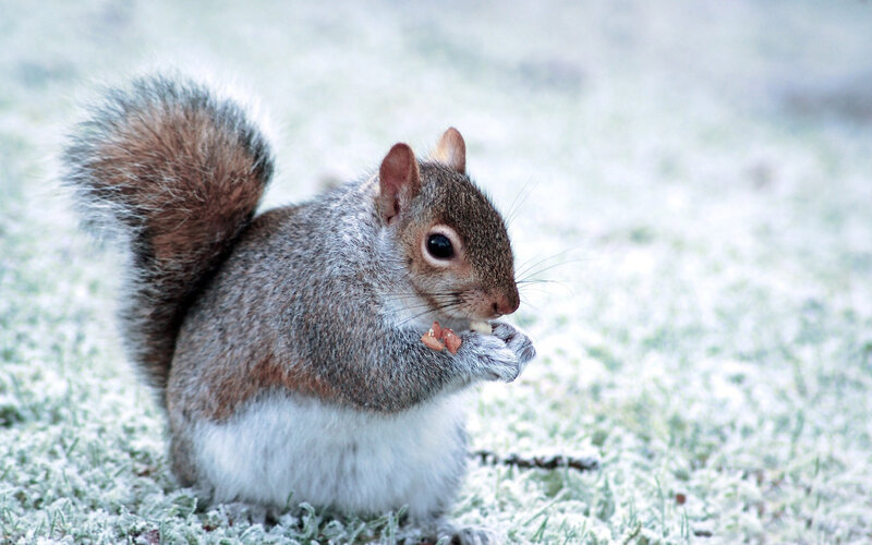 Squirrel Eating Nut — Gray, Calm, Winter