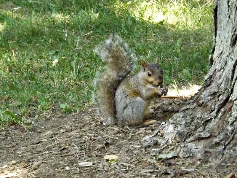 Squirrel Eating Nut — Green, Calm, Afternoon