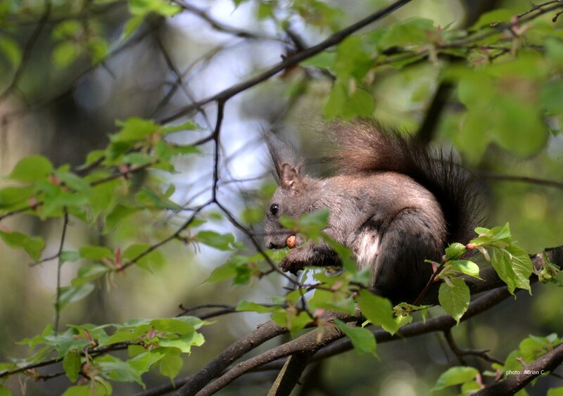 Squirrel Eating Nut — Green, Calm, Spring