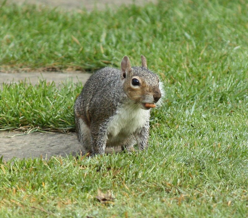 Squirrel Eating Nut — Green, Calm
