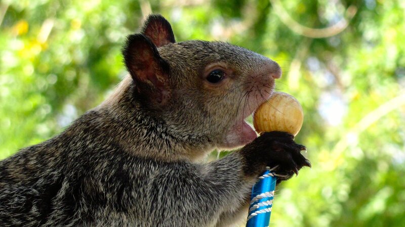 Squirrel Eating Nut — Green, Natural