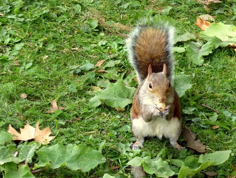 Squirrel Eating Nut — Green