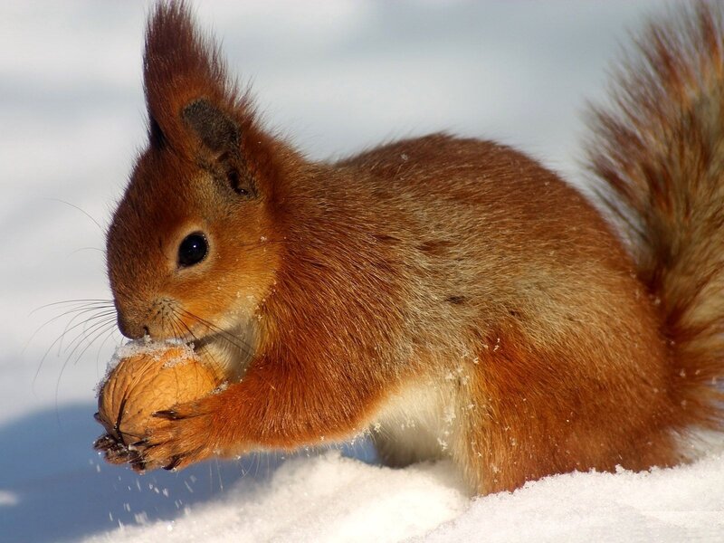 squirrel eating nut in snow