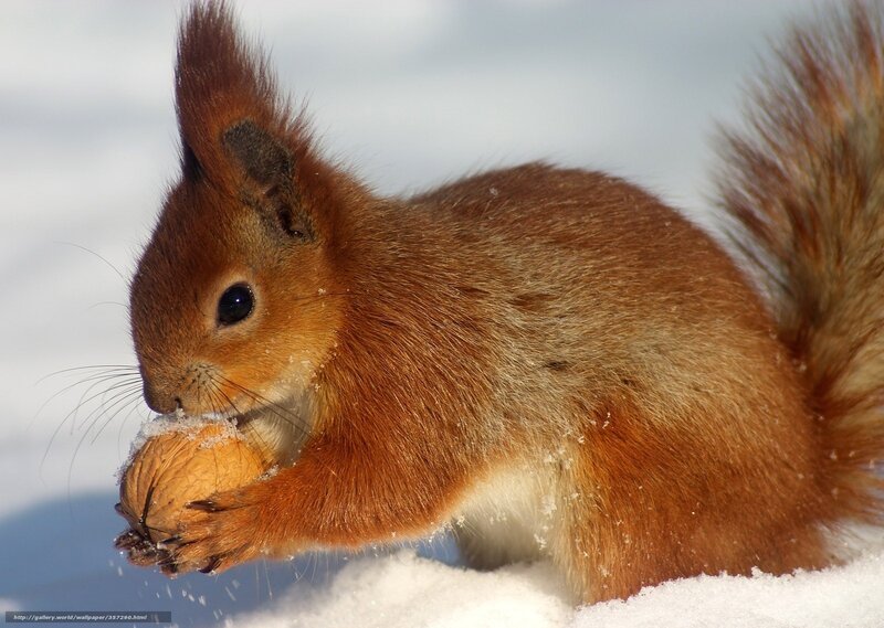 Squirrel eating nut in snow