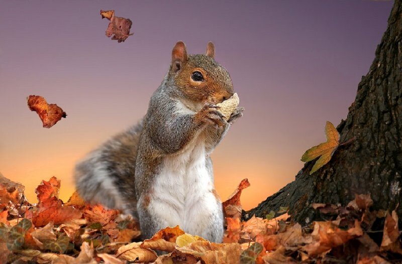 Squirrel Eating Nut — Orange