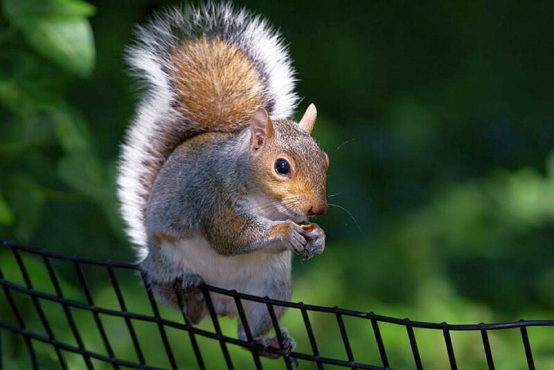 Squirrel Eating Nut