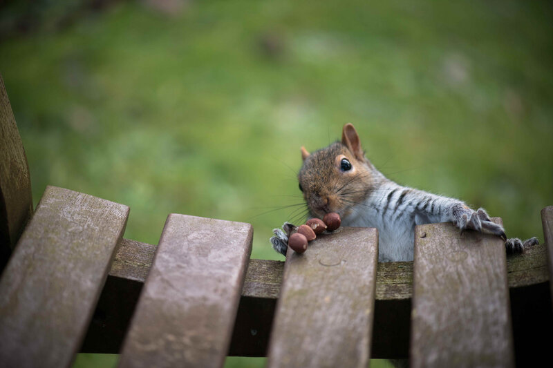 Squirrel Eating Nuts — Brown, Calm, Afternoon