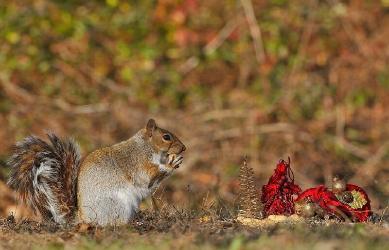 Squirrel Eating Nuts — Brown, Calm