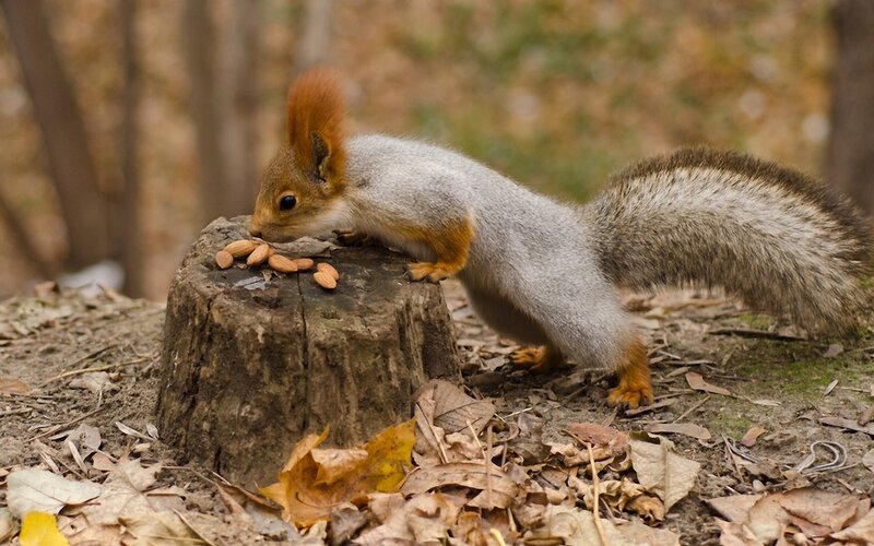 Squirrel Eating Nuts — Brown