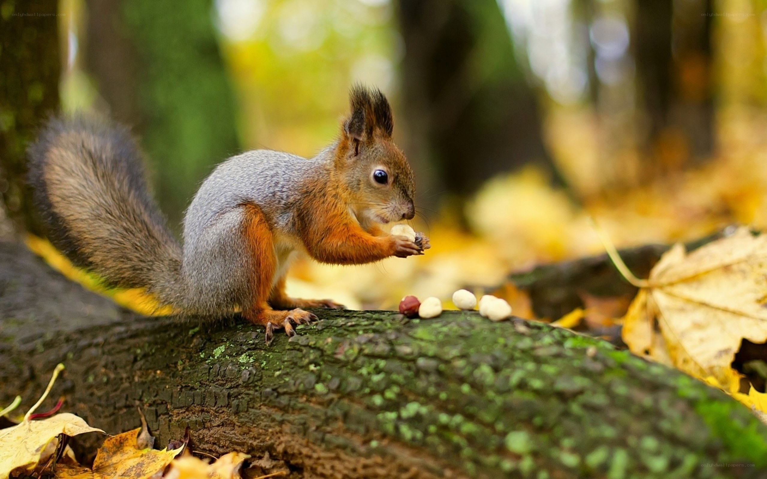 Squirrel eating nuts in forest