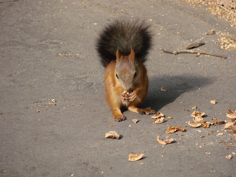 squirrel eating nuts on pavement