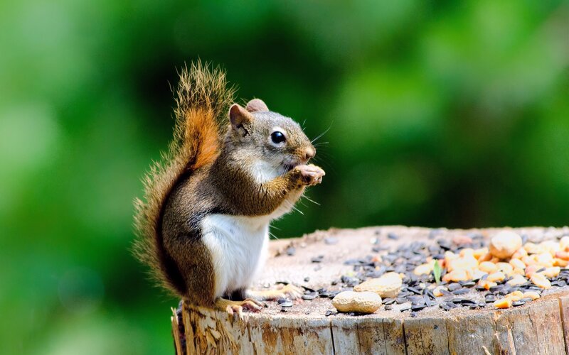 Squirrel Eating Nuts