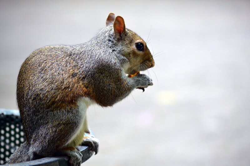 squirrel eating on a bench