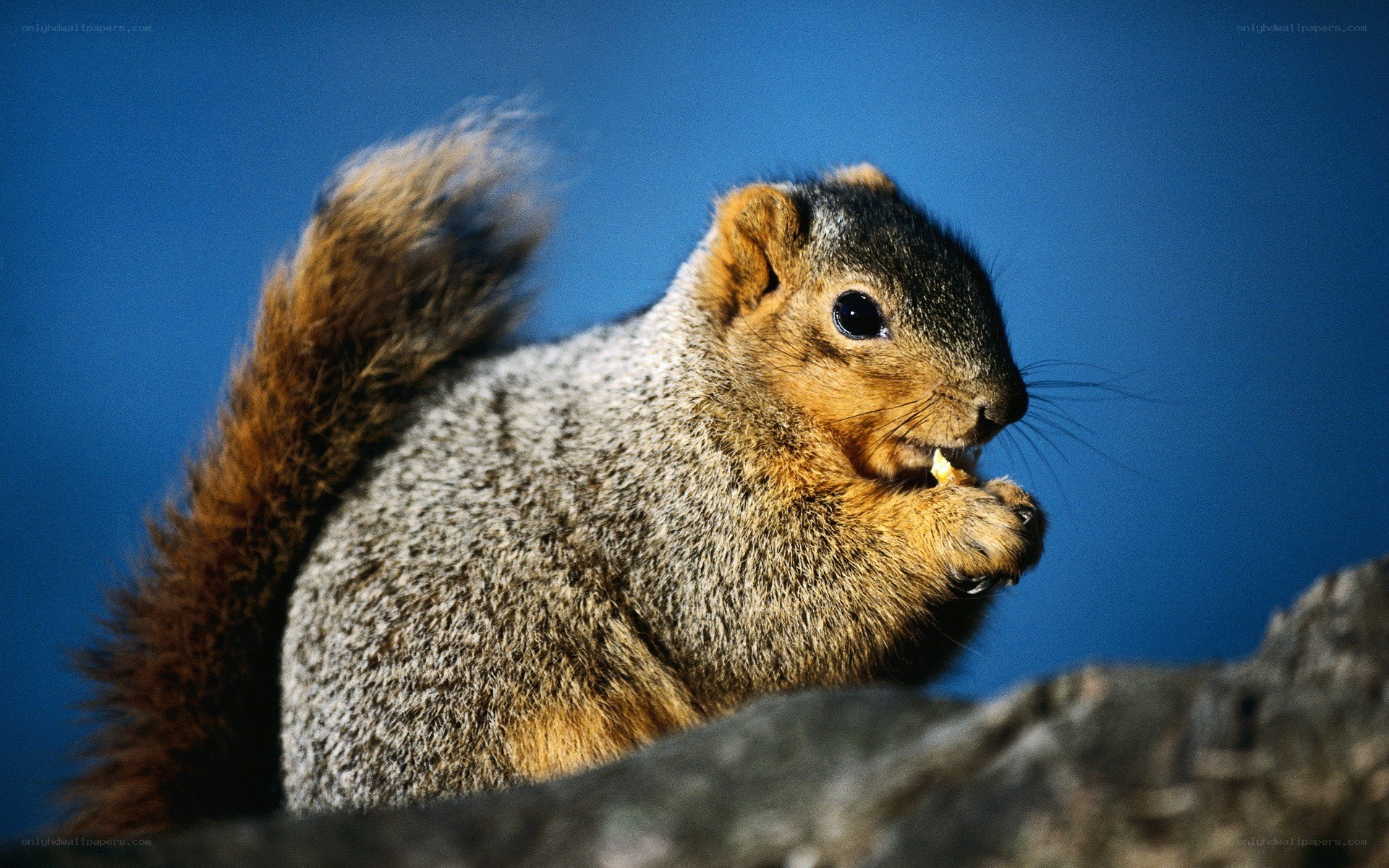 Squirrel eating on a branch