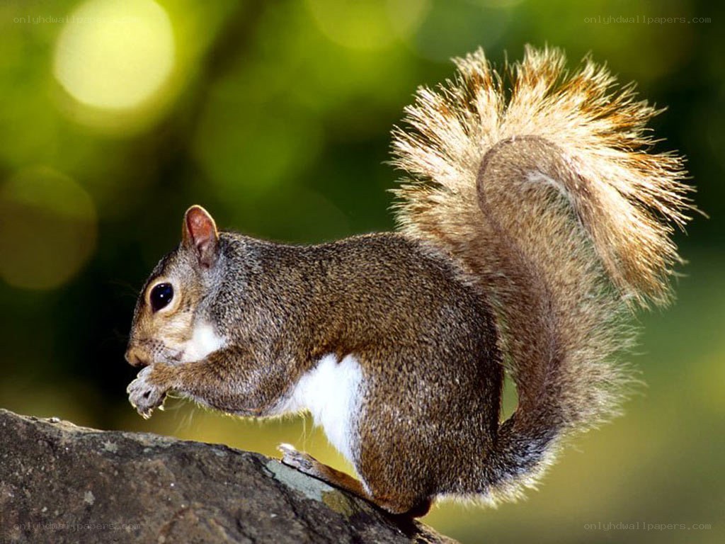 squirrel eating on a branch