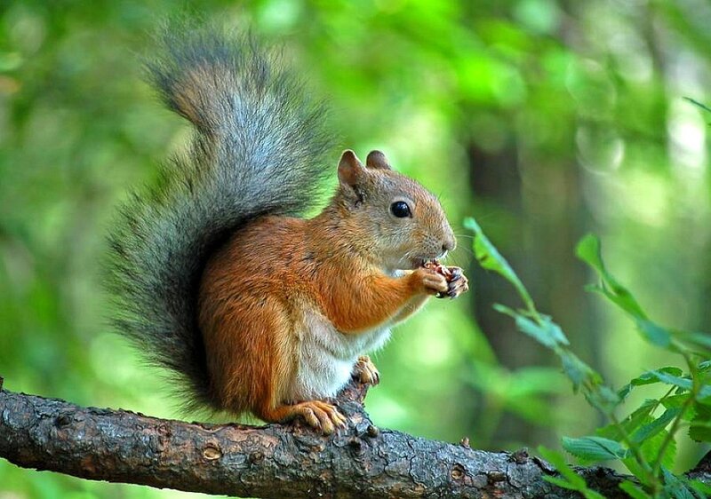 Squirrel eating on a branch