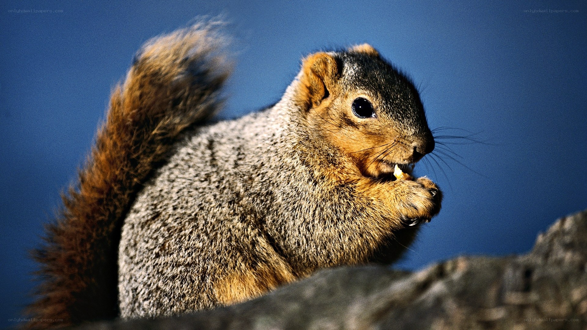 squirrel eating on a branch