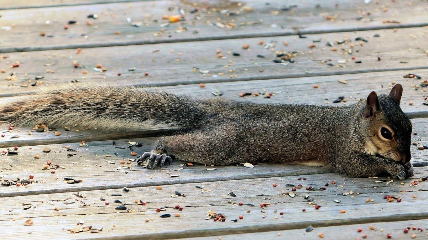 Squirrel eating on a deck