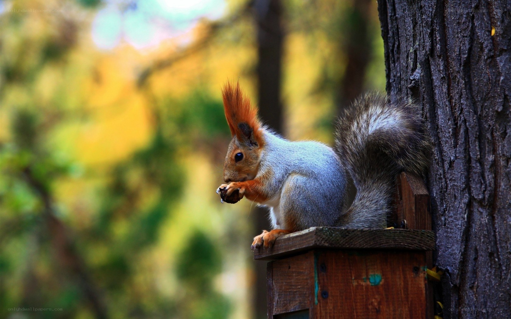 Squirrel eating on a feeder