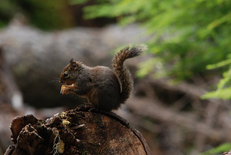 squirrel eating on a log