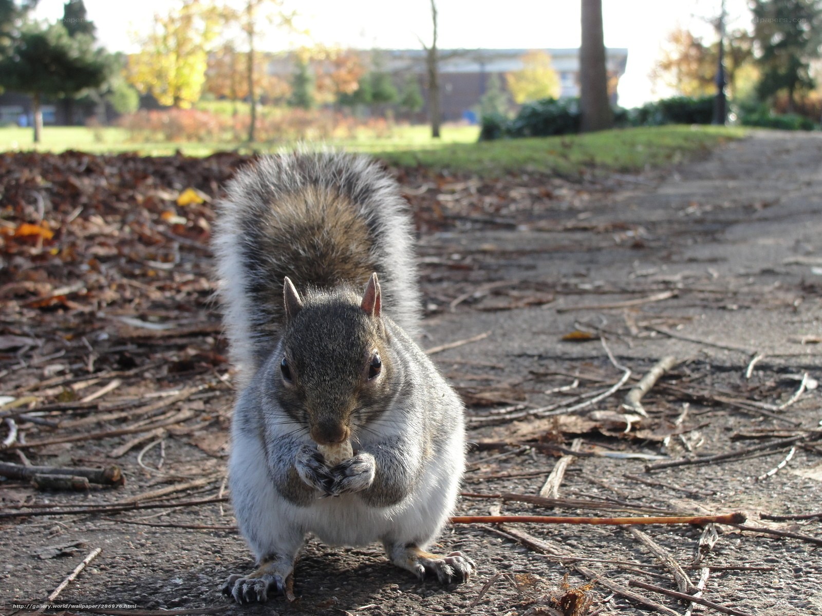 Squirrel eating on a path