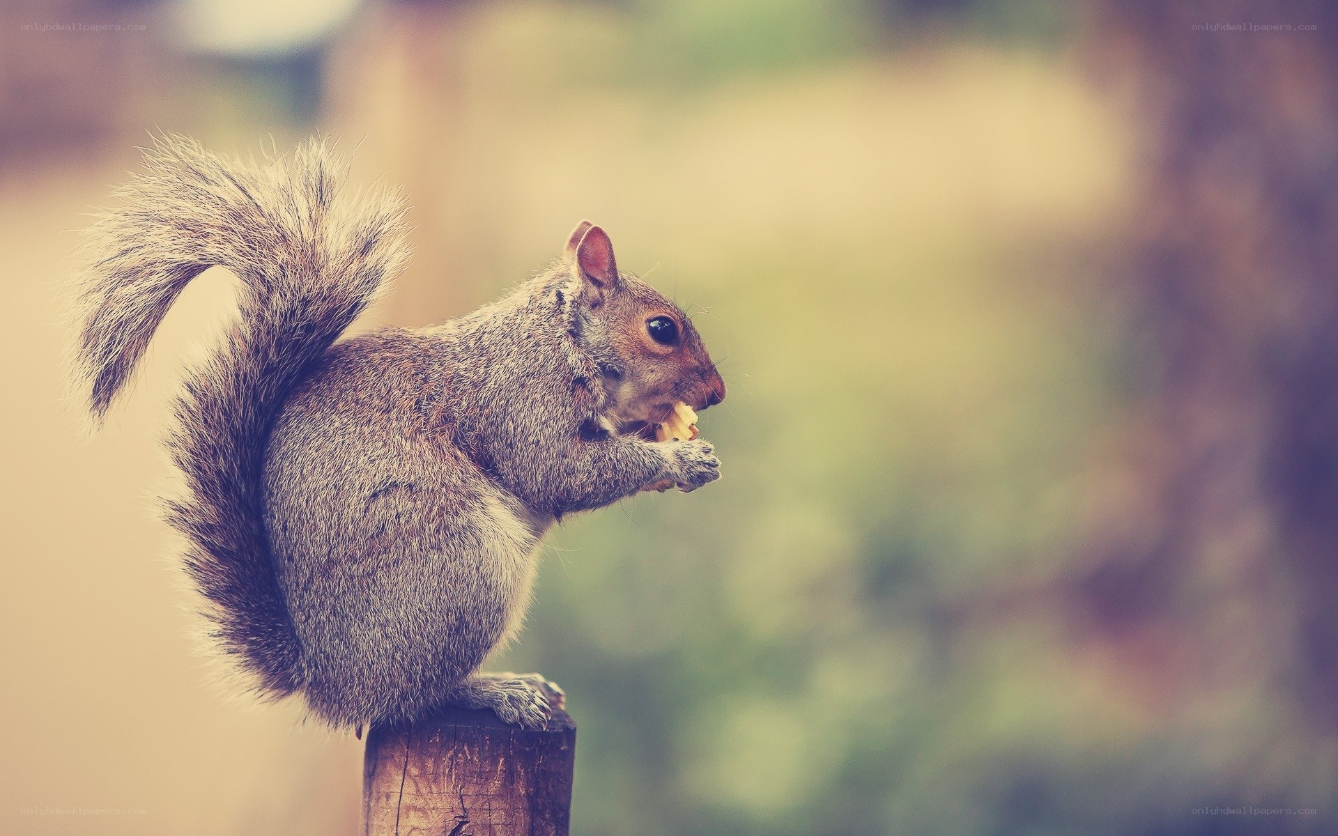 squirrel eating on a post