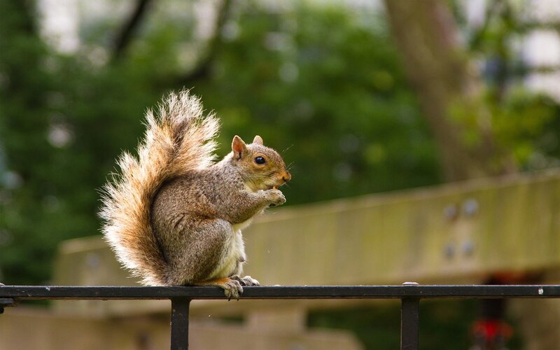 squirrel eating on a railing