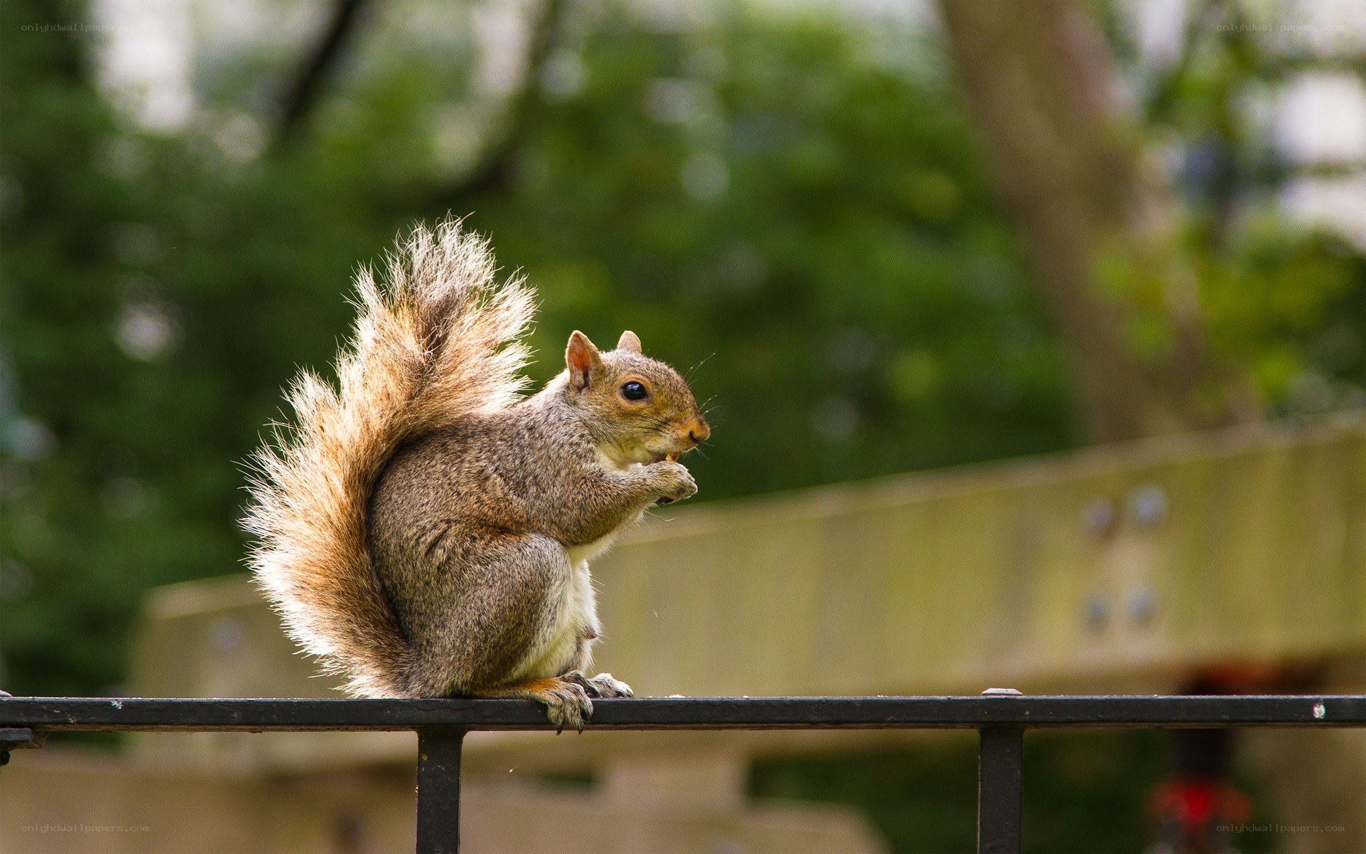 squirrel eating on a railing