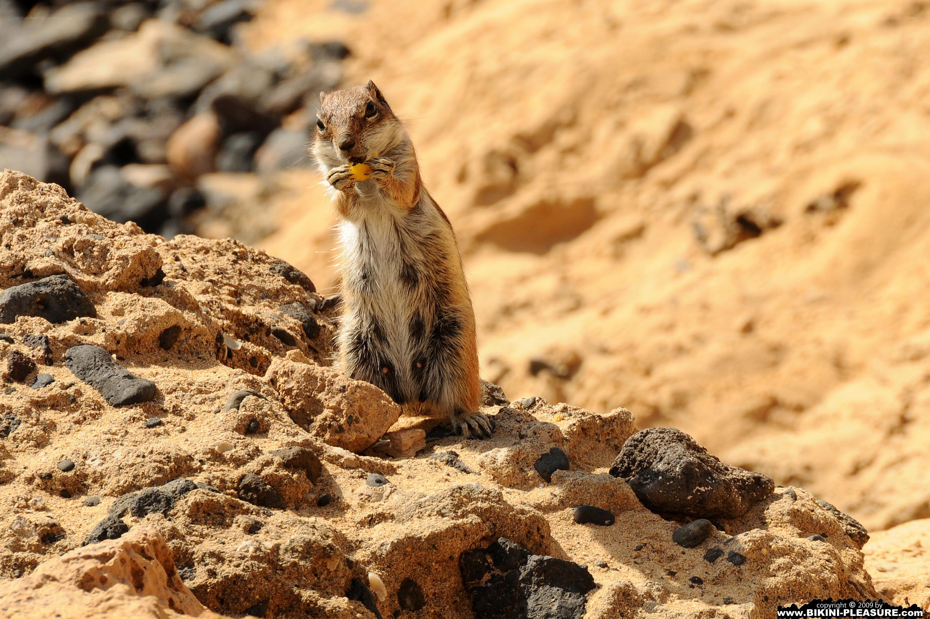 Squirrel eating on a rock