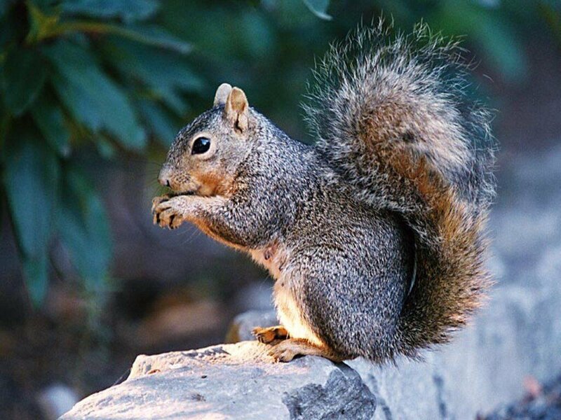 squirrel eating on a rock