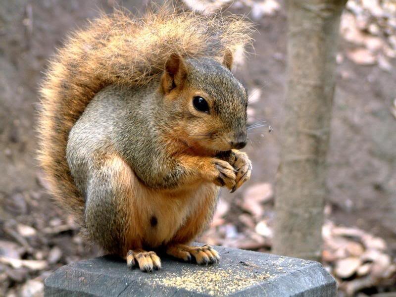 squirrel eating on a stone