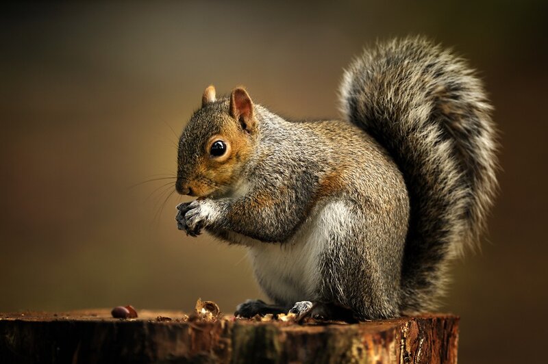 Squirrel eating on a stump